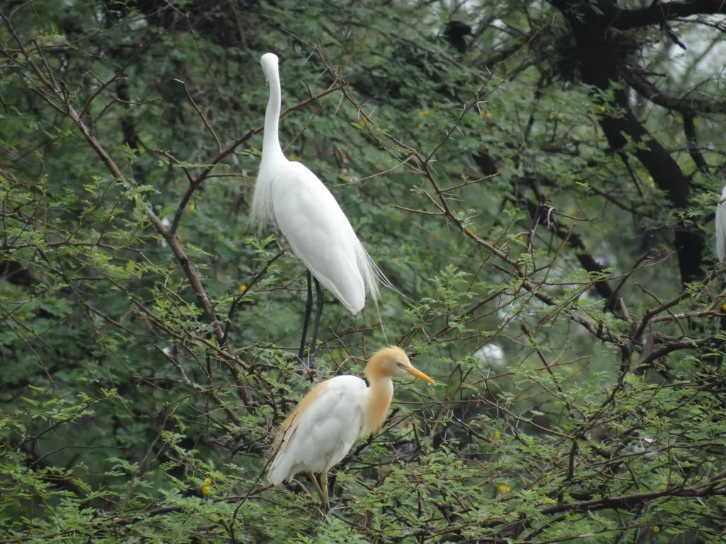 Bharatpur National Park: A Birdwatcher's Paradise