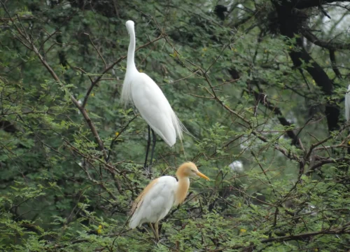 Bharatpur National Park: A Birdwatcher's Paradise